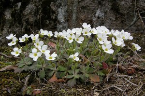 Mga katangian ng mga bulaklak ng Caucasian arabis