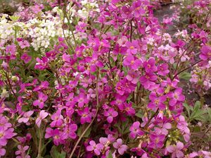 Karakteristiske egenskaper til Alpine Arabis