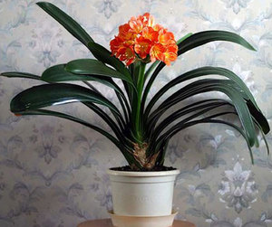 Clivia reprodukcija