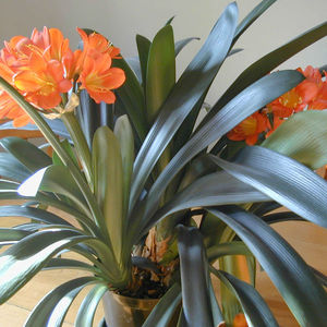 Cómo florece clivia