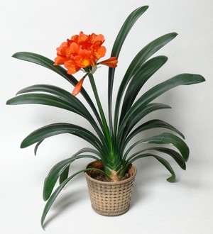 So pflegen Sie Ihre Clivia