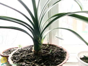 Cvijet Clivia