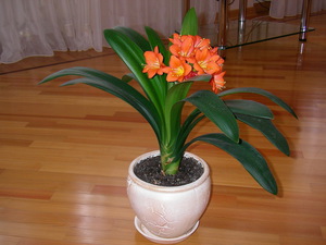 Clivia löst sich auf