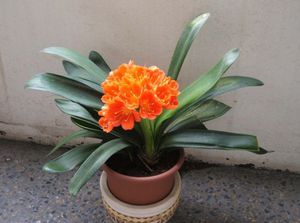 Obdobie kvitnutia clivia