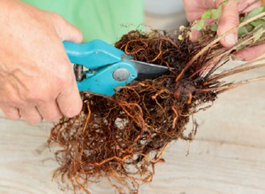 Description of the breeding methods of the Arabis plant