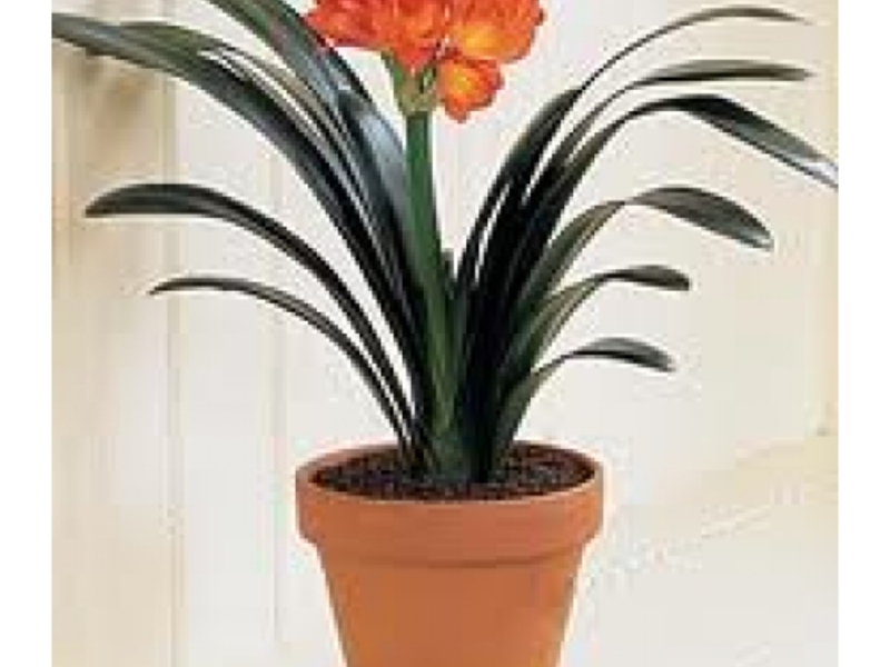 Clivia hajoaa