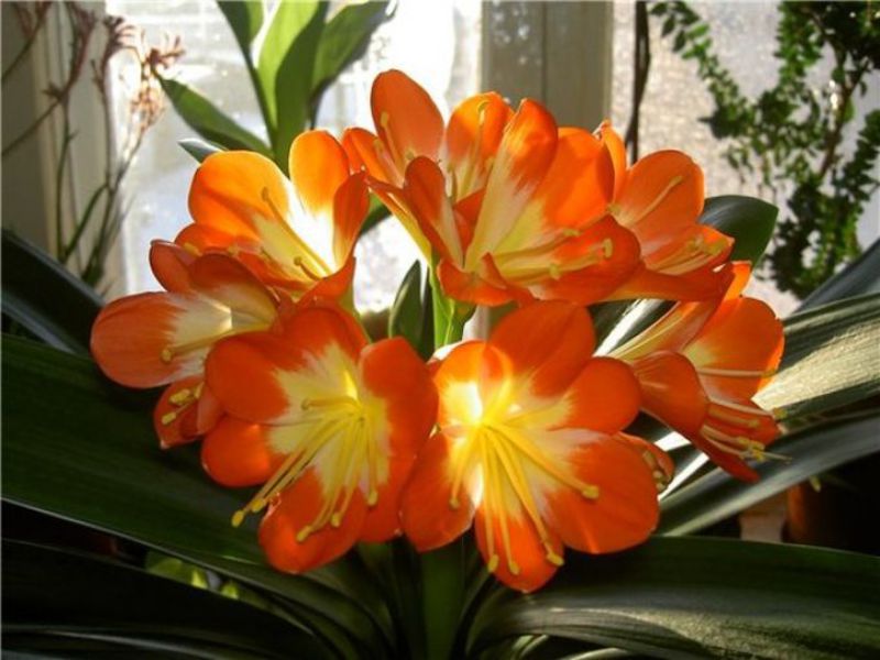 Crescendo clivia em casa