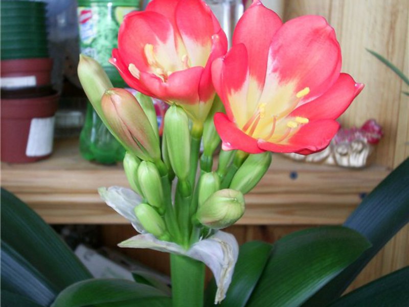 Kukkiva clivia