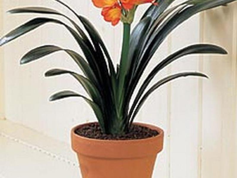 Planting and caring for clivia