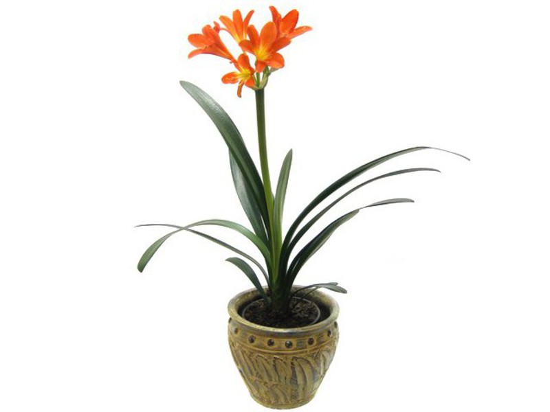 Clivia cynober