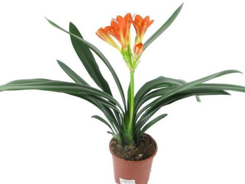 Clivia dağıldı