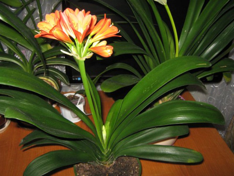 Como propagar clivia