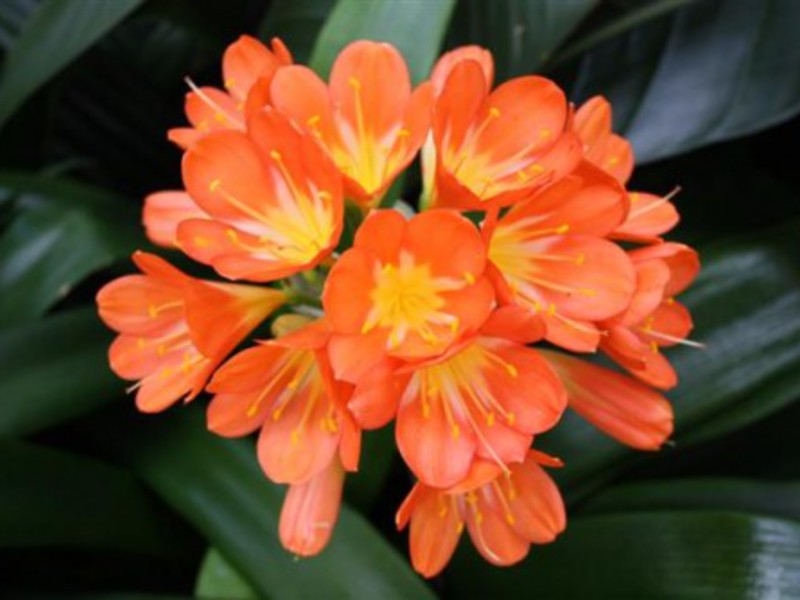 Tại sao clivia không nở