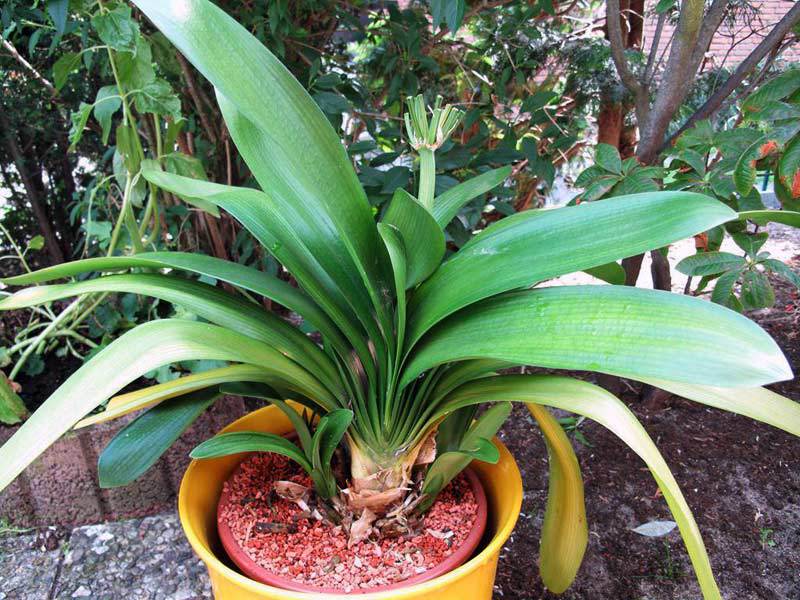 Clivia tuholaisia