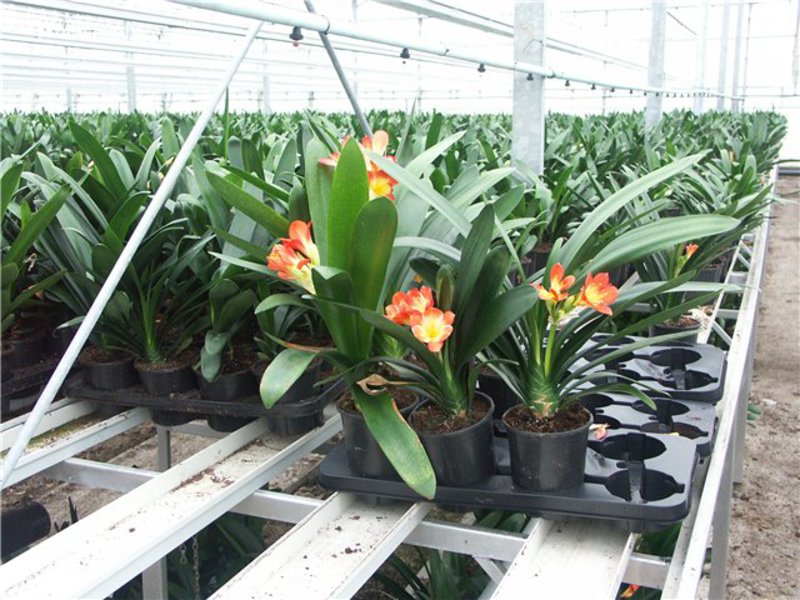 Clivia virág