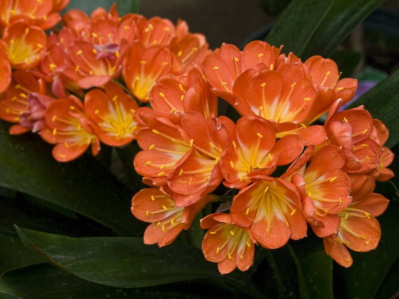 Clivia betegségei