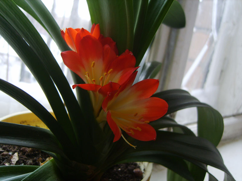 Cách bảo vệ clivia khỏi sâu bệnh