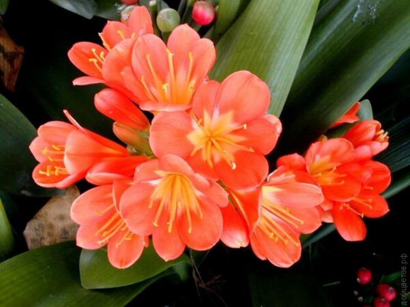 Quali fiori sboccia Clivia