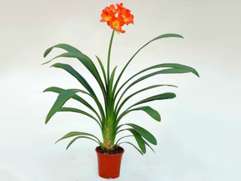 Kwiat Clivia