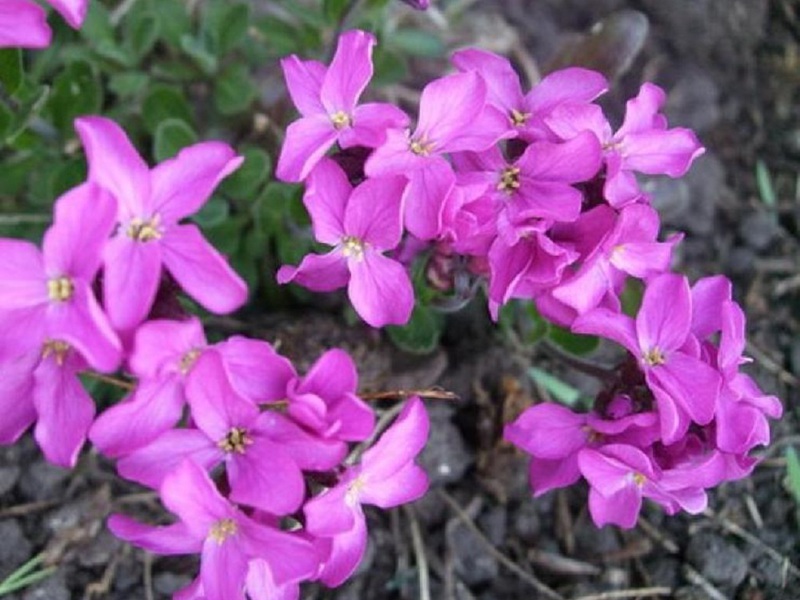 Type d'arabis ciliés