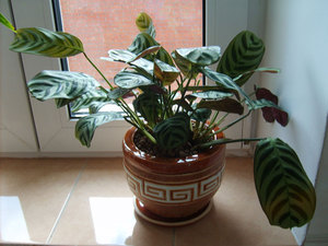 Aké podmienky sú potrebné pre calathea?