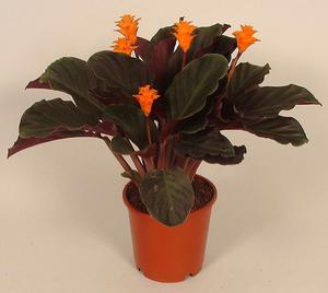 Kambarinės gėlės calathea