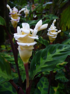 Calathea květina