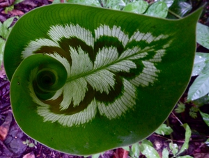 Nemoci Calathea