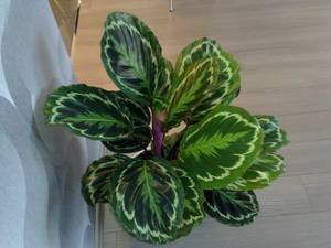 Regler for pleje af Calathea