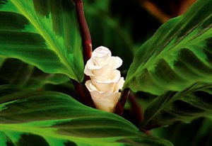 Calathea behoort tot de familie arrowroot