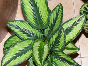 Pestovanie calathea doma: odrody, fotografia kvetov