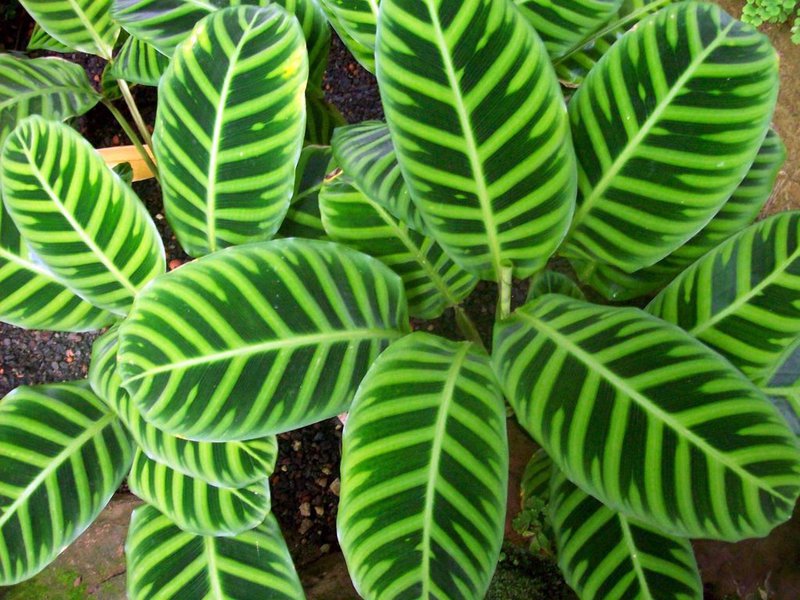 Indoor bloemen calathea