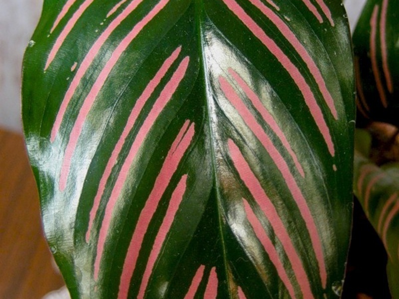 วิธีดูแล Calathea