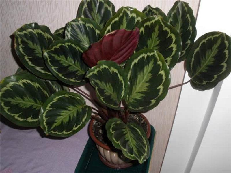 Lumalagong calathea sa bahay