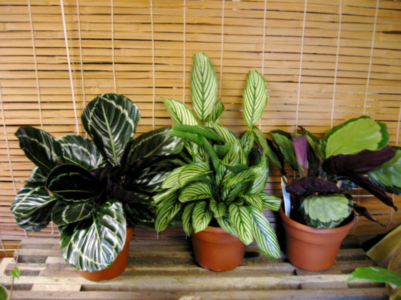 Calathea i huset