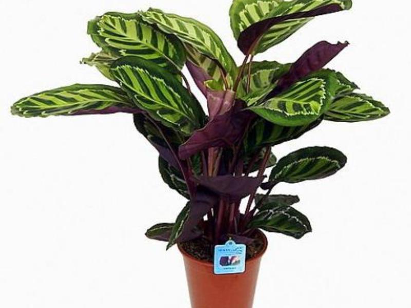 Calathea megjelenése