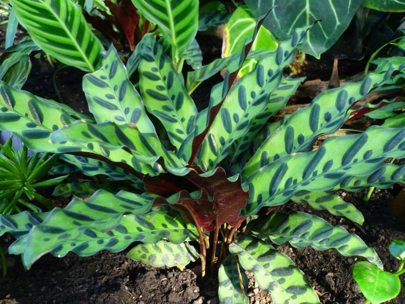 Calathea aparține familiei arrowroot