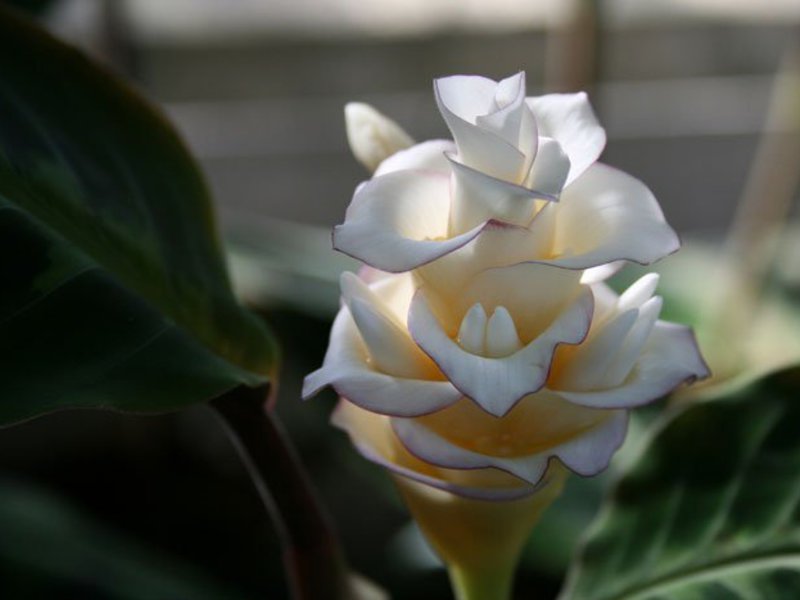 Lumalagong calathea