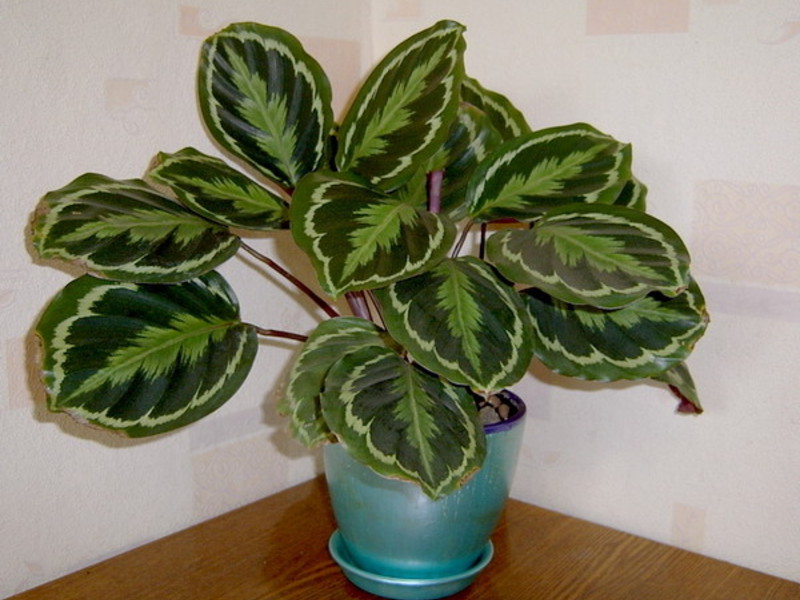 Namumulaklak na calathea