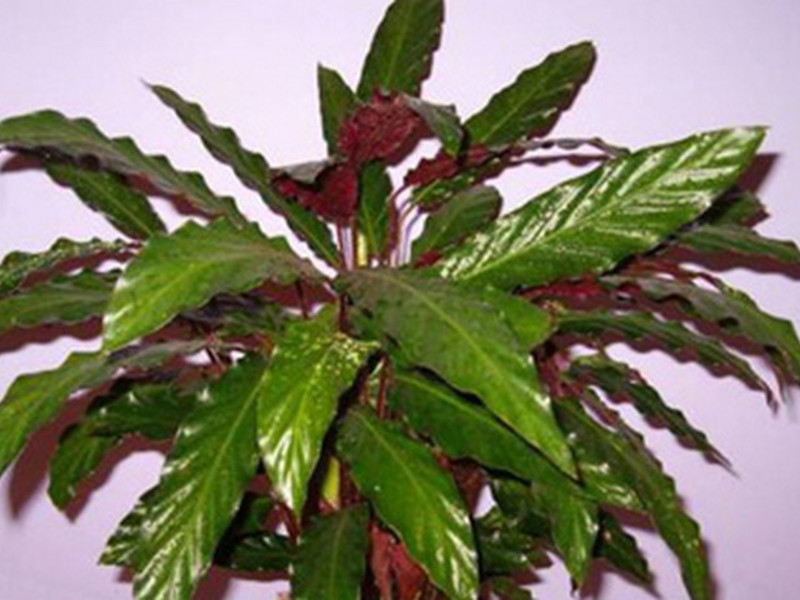 Denumirea soiurilor de calathea