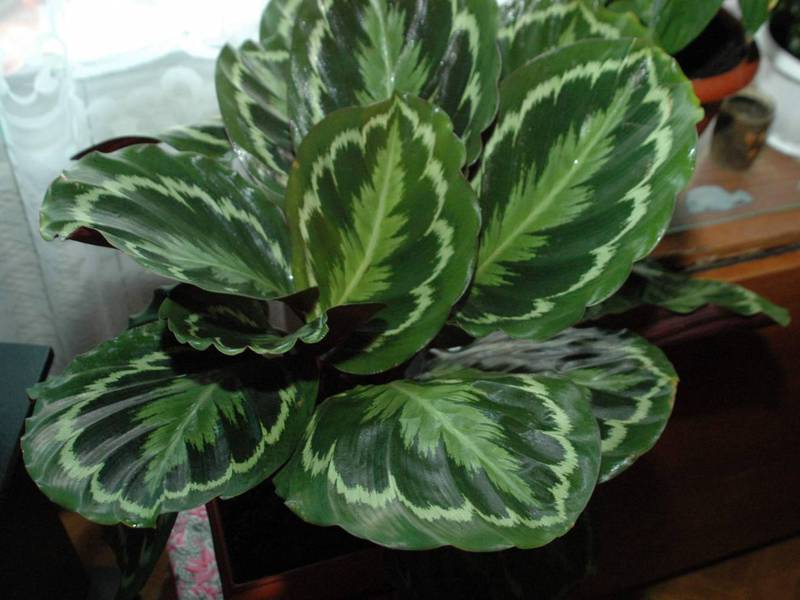 Calathea veislė