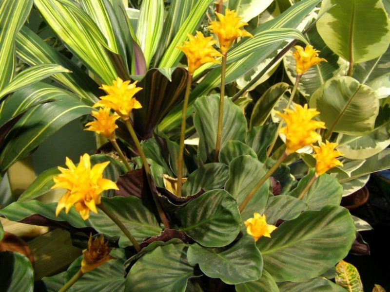 Kasvava calathea kotona