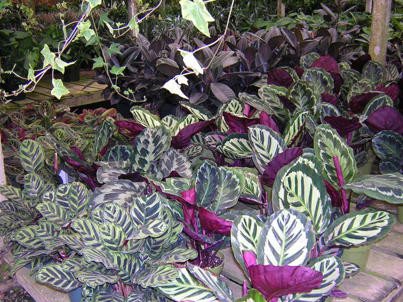 Calathea gehört zur Familie der Pfeilwurzeln