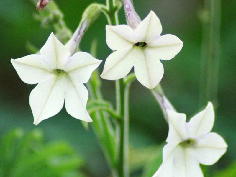 Warunki uprawy tytoniu aromatycznego