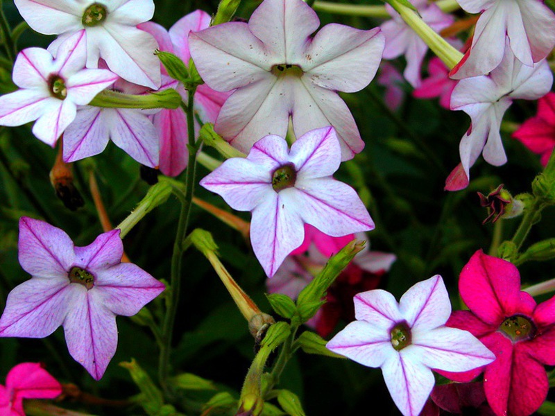 Hur doftande tobak blommar