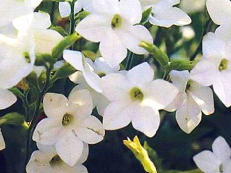 Un macizo de flores de tabaco perfumado.