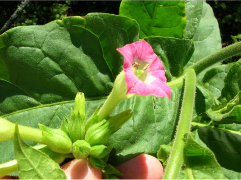 Tabaco perfumado em flor