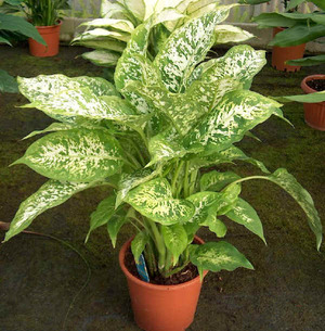 วิธีการตัดแต่ง dieffenbachia