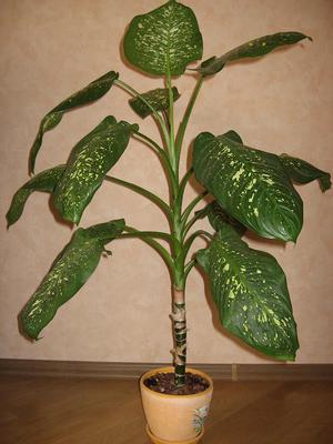 Pflege der Innenblume dieffenbachia