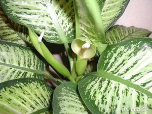 Dieffenbachia in casa